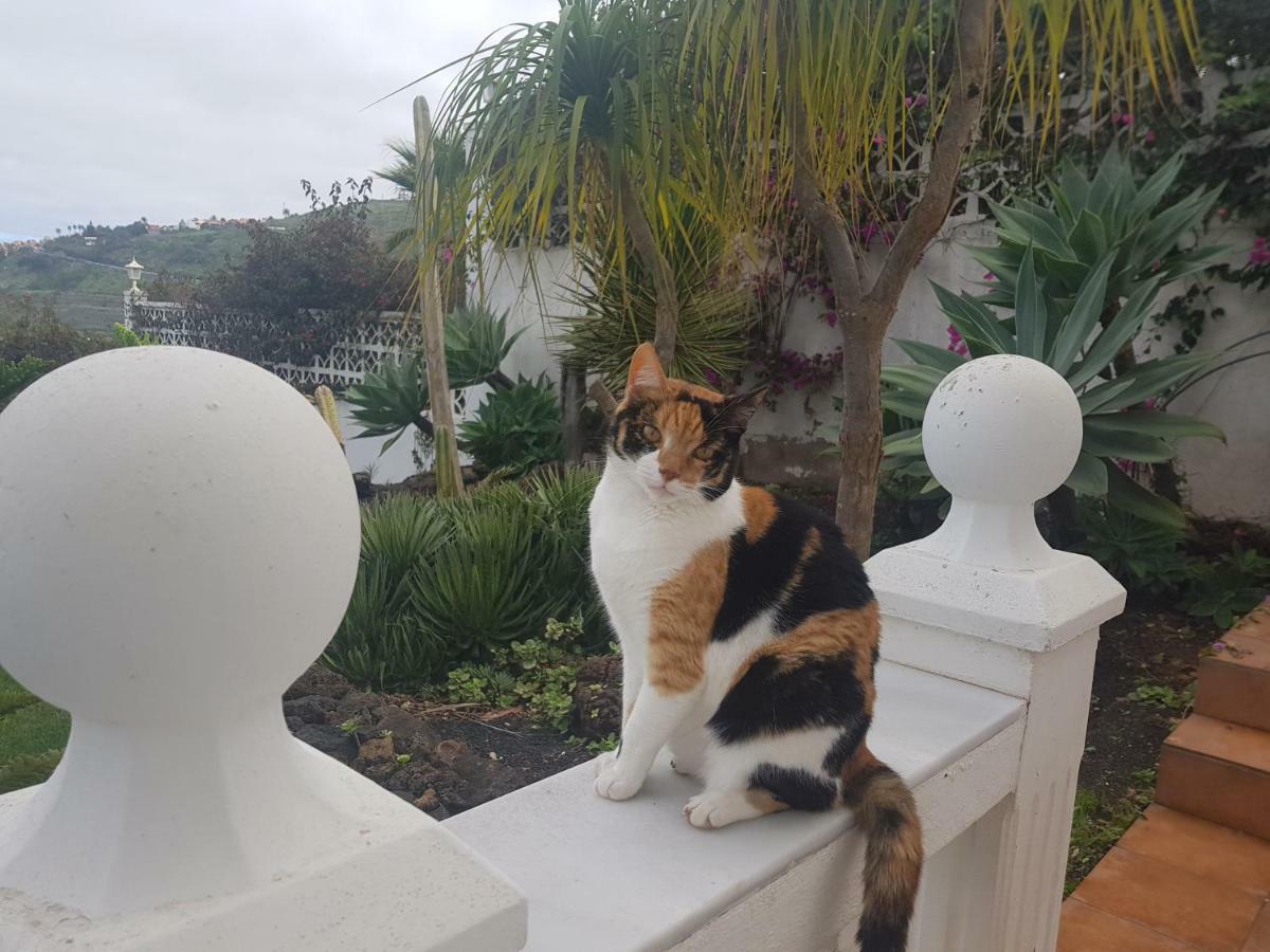Villa Larnia De Tenerife 绍萨尔 外观 照片